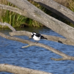 Grallina cyanoleuca (Magpie-lark) at Gungahlin, ACT - 7 Sep 2021 by ClubFED