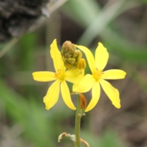 Bulbine sp. at Hughes, ACT - 11 Sep 2021 01:06 PM