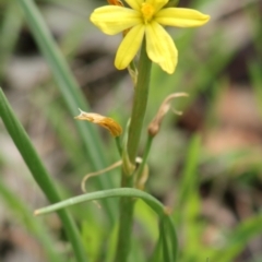 Bulbine sp. at Hughes, ACT - 11 Sep 2021