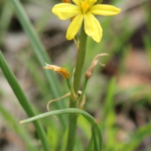 Bulbine sp. at Hughes, ACT - 11 Sep 2021