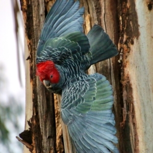 Callocephalon fimbriatum at Hughes, ACT - suppressed