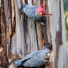 Callocephalon fimbriatum at Hughes, ACT - suppressed