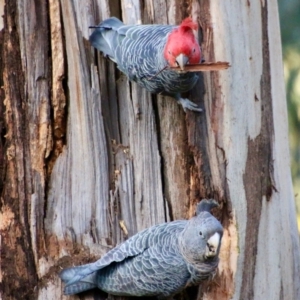 Callocephalon fimbriatum at Hughes, ACT - suppressed