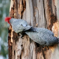 Callocephalon fimbriatum at Hughes, ACT - suppressed