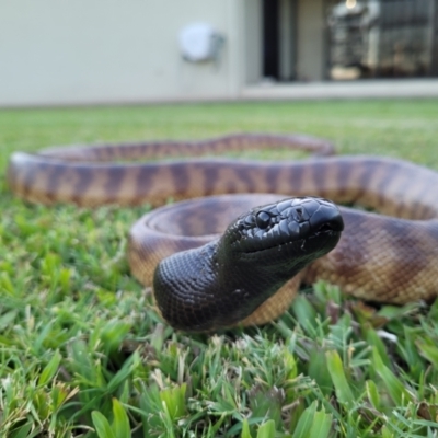 Aspidites melanocephalus (Black-headed Python) at Alice River, QLD - 15 Nov 2020 by sayoung15