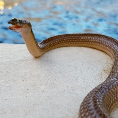 Pseudonaja textilis at Burdell, QLD - 5 Sep 2020 by sayoung15