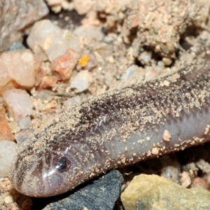 Anilios ligatus at Hervey Range, QLD - 5 Mar 2021