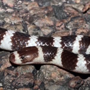 Vermicella annulata at Lynam, QLD - 22 Jan 2021