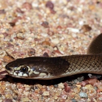 Suta suta (Curl or Myall Snake) at Hervey Range, QLD - 5 Feb 2021 by sayoung15