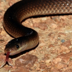 Cryptophis boschmai at Hervey Range, QLD - 5 Feb 2021 08:23 PM