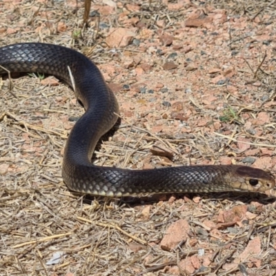 Pseudonaja textilis (Eastern Brown Snake) at Garbutt, QLD - 12 Sep 2021 by sayoung15