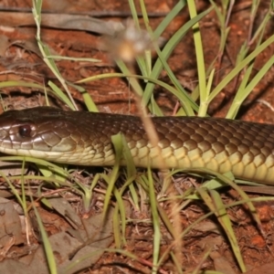 Pseudechis australis at Dotswood, QLD - 12 Sep 2021 09:59 PM