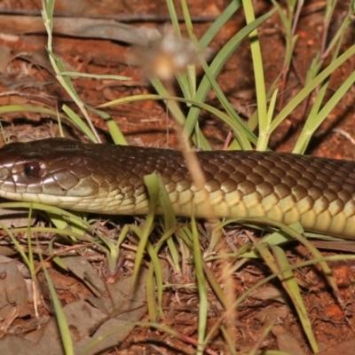 Pseudechis australis (Mulga Snake) at Dotswood, QLD - 12 Sep 2021 by sayoung15