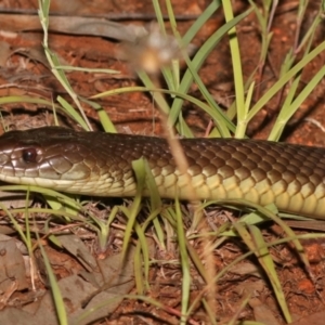 Pseudechis australis at Dotswood, QLD - 12 Sep 2021