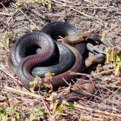 Demansia vestigiata (Black Whip Snake) at Kelso, QLD - 12 Sep 2021 by sayoung15