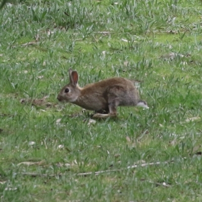 Oryctolagus cuniculus (European Rabbit) at Greenway, ACT - 12 Sep 2021 by RodDeb