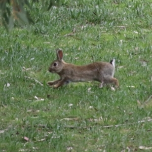 Oryctolagus cuniculus at Greenway, ACT - 12 Sep 2021 01:32 PM