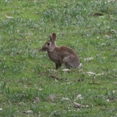 Oryctolagus cuniculus at Greenway, ACT - 12 Sep 2021 01:32 PM