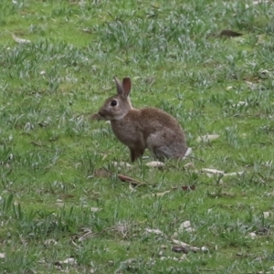 Oryctolagus cuniculus at Greenway, ACT - 12 Sep 2021