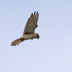 Falco cenchroides (Nankeen Kestrel) at Greenway, ACT - 12 Sep 2021 by RodDeb