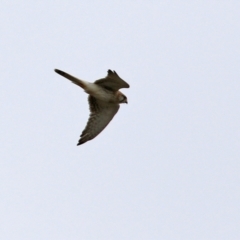 Falco cenchroides at Greenway, ACT - 12 Sep 2021 12:36 PM