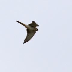 Falco cenchroides at Greenway, ACT - 12 Sep 2021