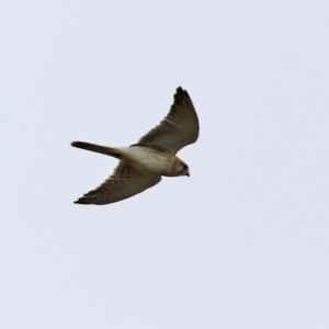 Falco cenchroides at Greenway, ACT - 12 Sep 2021 12:36 PM