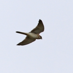 Falco cenchroides at Greenway, ACT - 12 Sep 2021