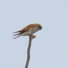 Falco cenchroides at Greenway, ACT - 12 Sep 2021 12:36 PM