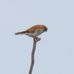 Falco cenchroides at Greenway, ACT - 12 Sep 2021 12:36 PM