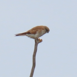 Falco cenchroides at Greenway, ACT - 12 Sep 2021 12:36 PM