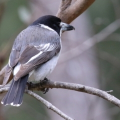 Cracticus torquatus (Grey Butcherbird) at Greenway, ACT - 12 Sep 2021 by RodDeb