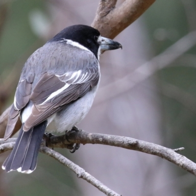 Cracticus torquatus (Grey Butcherbird) at Greenway, ACT - 12 Sep 2021 by RodDeb