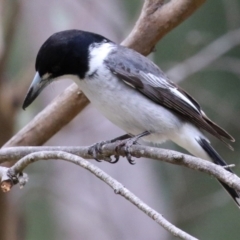 Cracticus torquatus at Greenway, ACT - 12 Sep 2021