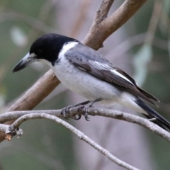 Cracticus torquatus at Greenway, ACT - 12 Sep 2021