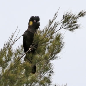 Zanda funerea at Greenway, ACT - 12 Sep 2021