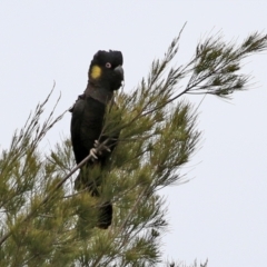 Zanda funerea (Yellow-tailed Black-Cockatoo) at Greenway, ACT - 12 Sep 2021 by RodDeb