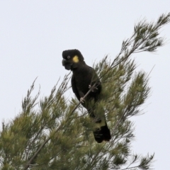 Zanda funerea at Greenway, ACT - 12 Sep 2021 01:16 PM