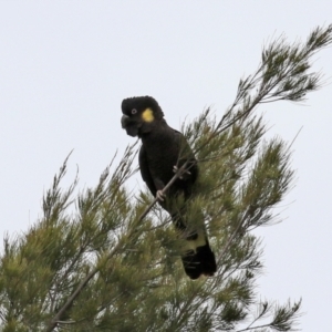 Zanda funerea at Greenway, ACT - 12 Sep 2021