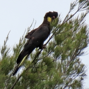 Zanda funerea at Greenway, ACT - 12 Sep 2021 01:16 PM