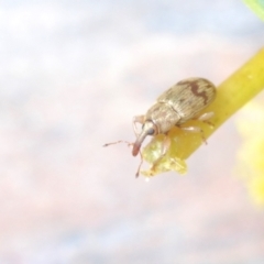 Epamoebus ziczac (Zigzag flower weevil) at Acton, ACT - 12 Sep 2021 by Harrisi