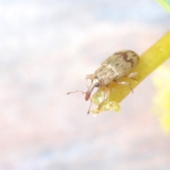 Epamoebus ziczac (Zigzag flower weevil) at Black Mountain - 12 Sep 2021 by Harrisi