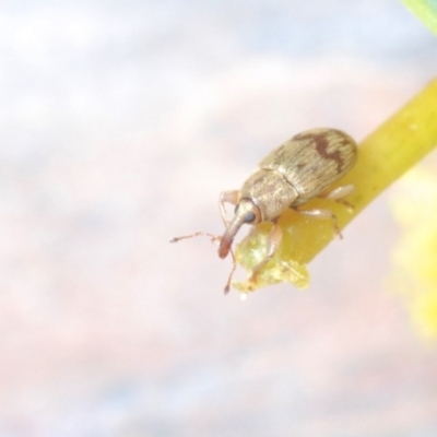 Epamoebus ziczac (Zigzag flower weevil) at Black Mountain - 12 Sep 2021 by Harrisi