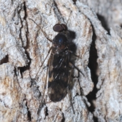 Sylvicola dubius (Wood-gnat) at Cooleman Ridge - 6 Sep 2021 by Harrisi