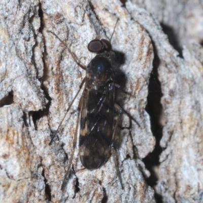 Sylvicola dubius (Wood-gnat) at Cooleman Ridge - 6 Sep 2021 by Harrisi