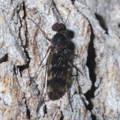 Sylvicola dubius (Wood-gnat) at Chapman, ACT - 6 Sep 2021 by Harrisi