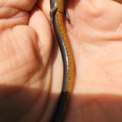 Hemiergis talbingoensis (Eastern Three-toed Earless Skink) at Yarralumla, ACT - 11 Sep 2021 by grakymhirth@tpg.com