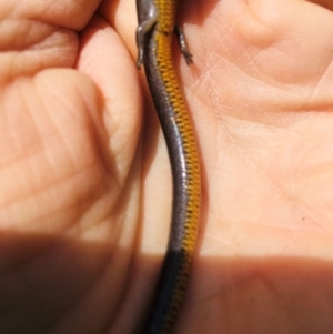 Hemiergis talbingoensis at Yarralumla, ACT - 11 Sep 2021