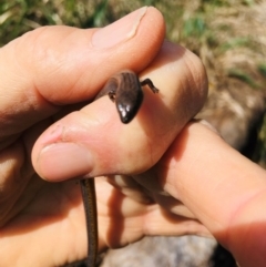 Hemiergis talbingoensis at Yarralumla, ACT - 11 Sep 2021 05:21 AM