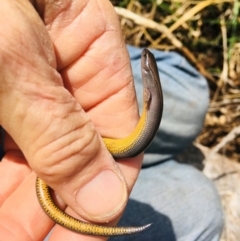 Hemiergis talbingoensis at Yarralumla, ACT - 11 Sep 2021